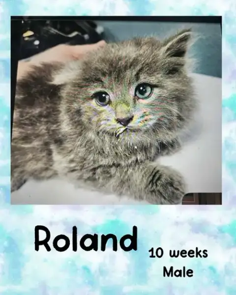 Roland