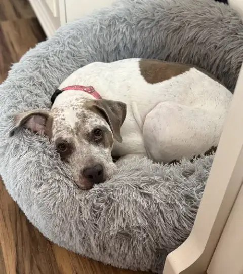 Bella photo 4