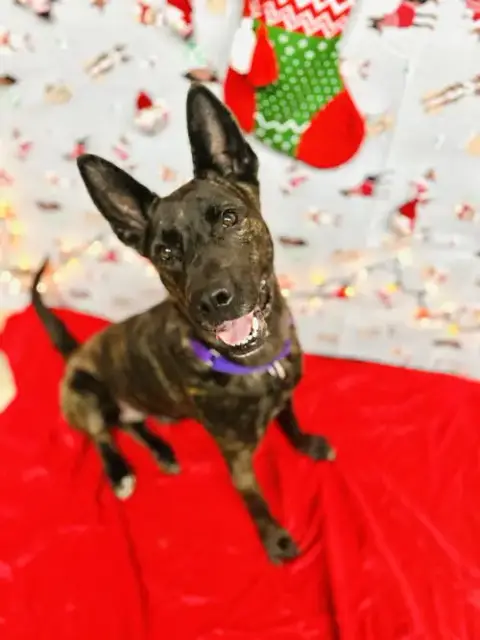 Leila