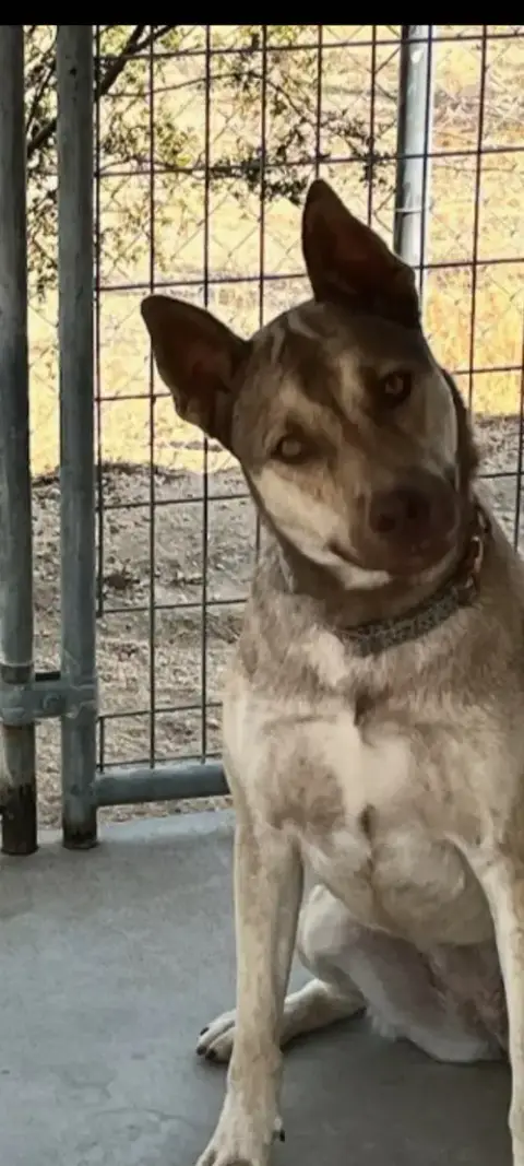 Harley