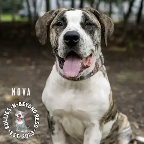 Nova photo 4