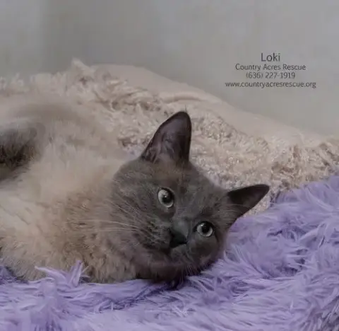 Loki photo 4
