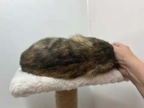 Kiwi photo 5