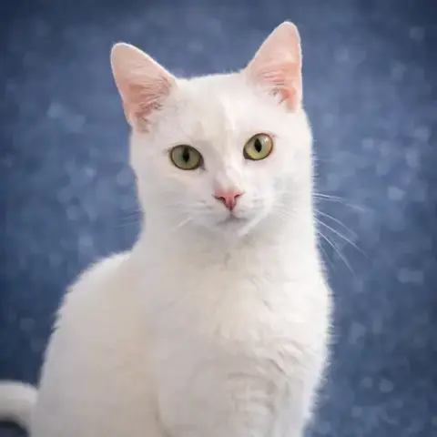 Tutti Frutti
