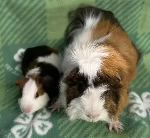 Pedro & Popsicle photo 2