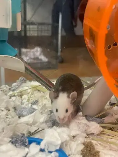 *Gus