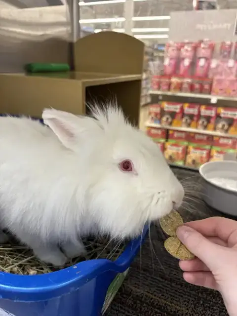 Basil