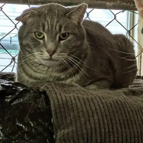 Bogart