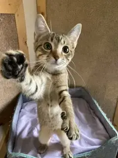 Mistie photo 4