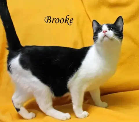 Brooke photo 2