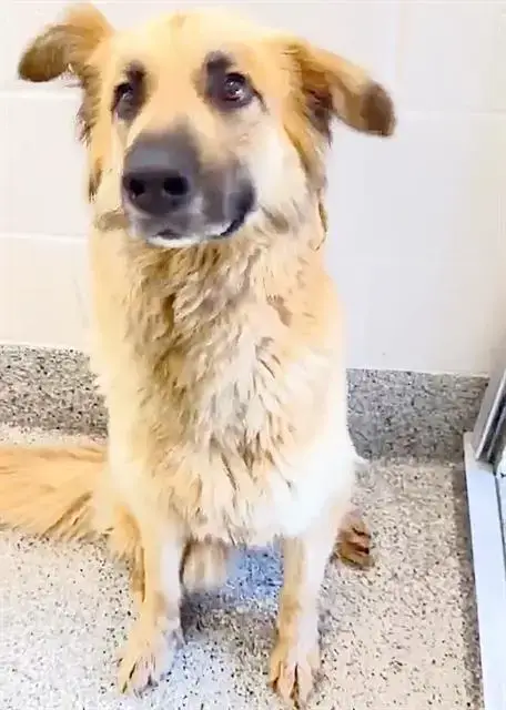 Daphne