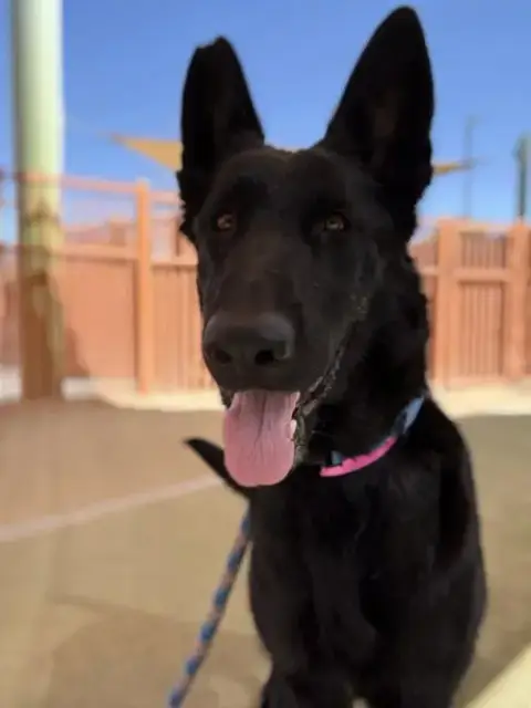 *Jennifur Pawrence