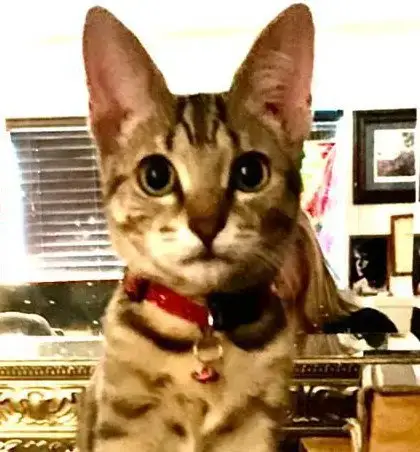 Xena