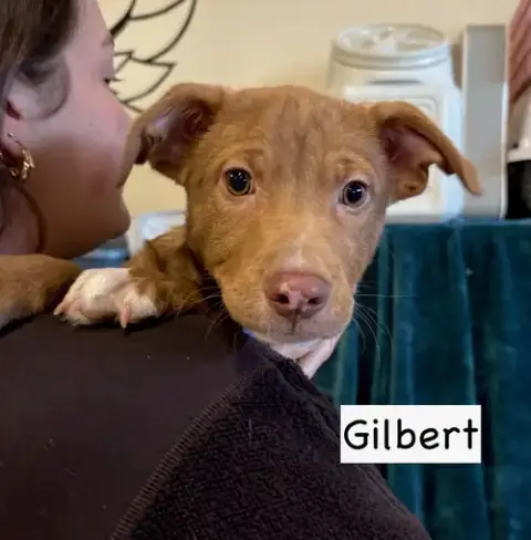 Gilbert photo 3