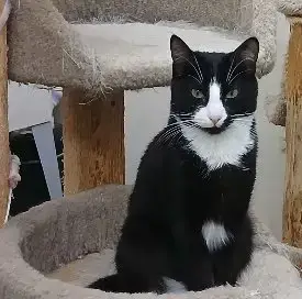 Hissy Fit