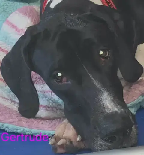 Gertrude photo 2