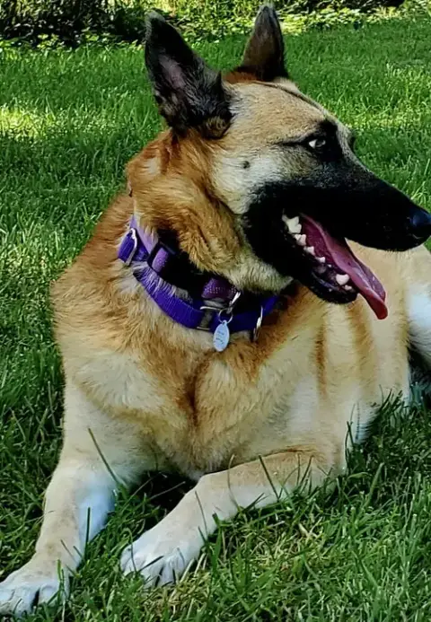 Sasha