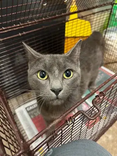 Berlioz