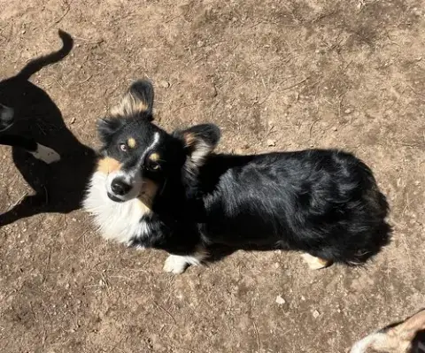 Oreo photo 2