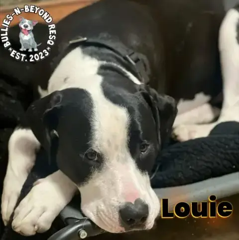 Louie photo 2