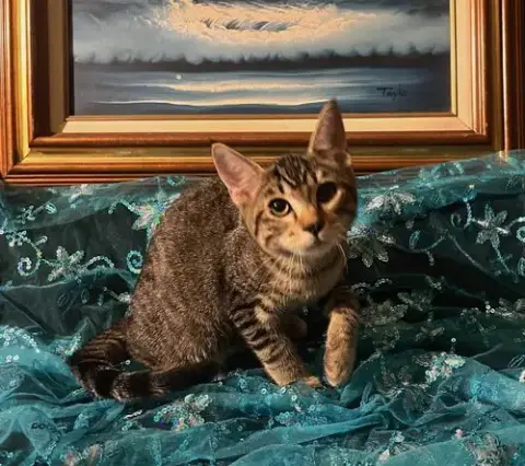 Little Star