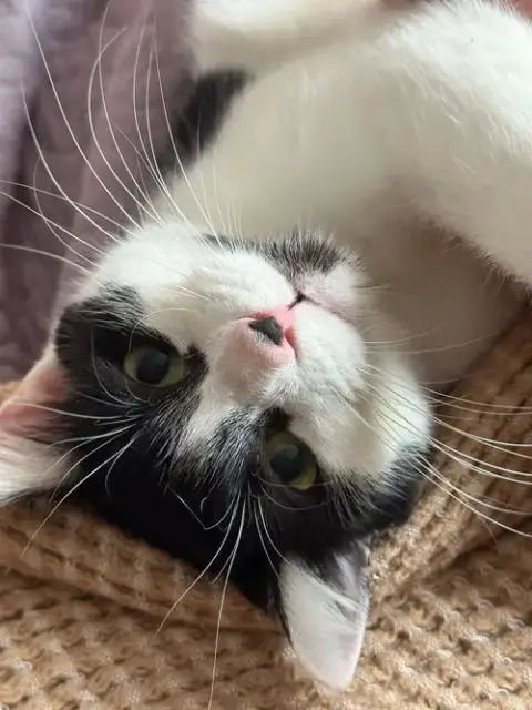 Priscilla photo 4