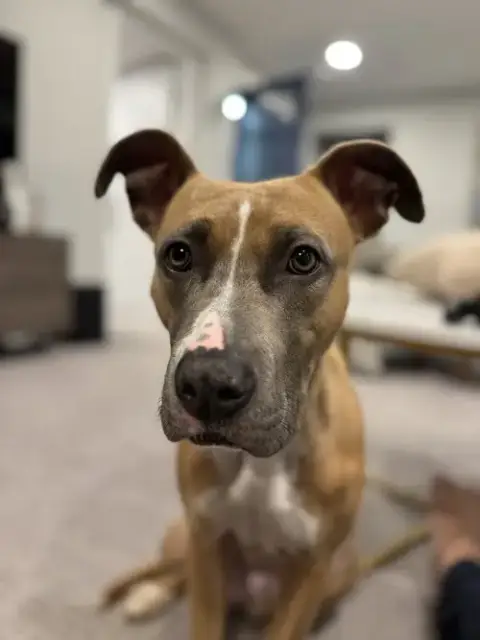 Luna Foster Home Needed