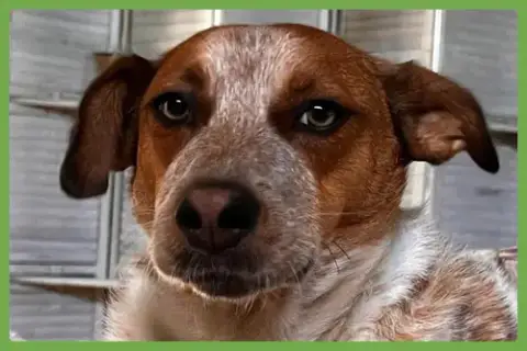 Tex