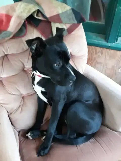 Bitsy photo 2