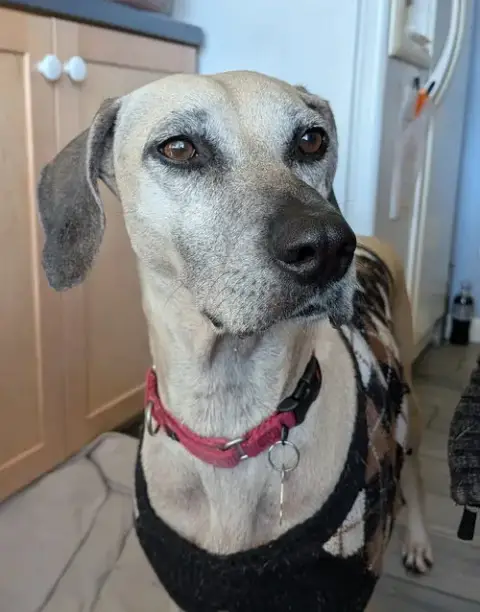 Arya