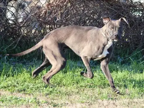 Max