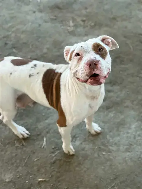 Smiley Miley