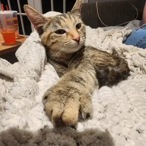Kiwi