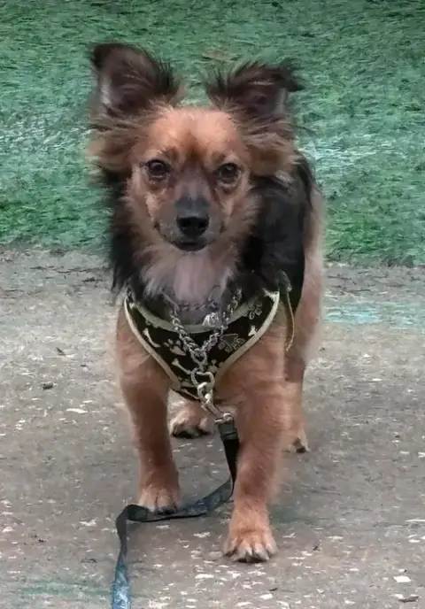 Sydney Adoption Pending photo 2