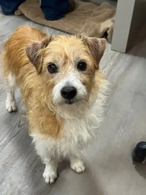 Adoption Pending
