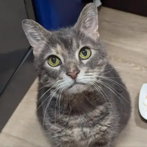Seraphina