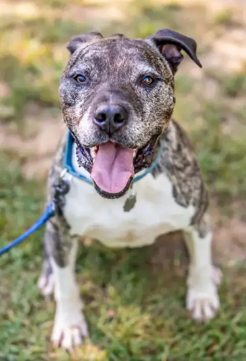 Hector *Foster Needed Too! photo 2