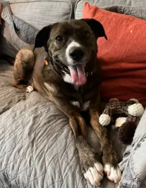 Jackson *Foster Needed Too! photo 2