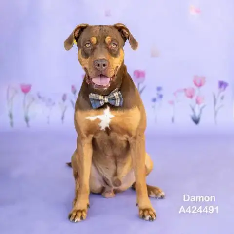 Damon