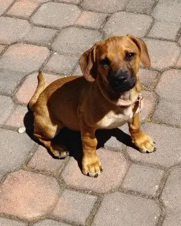Tater photo 4