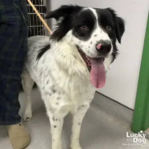 Koda