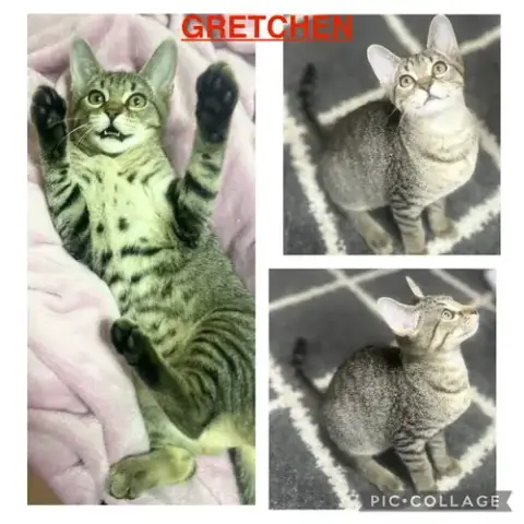 Gretchen photo 3
