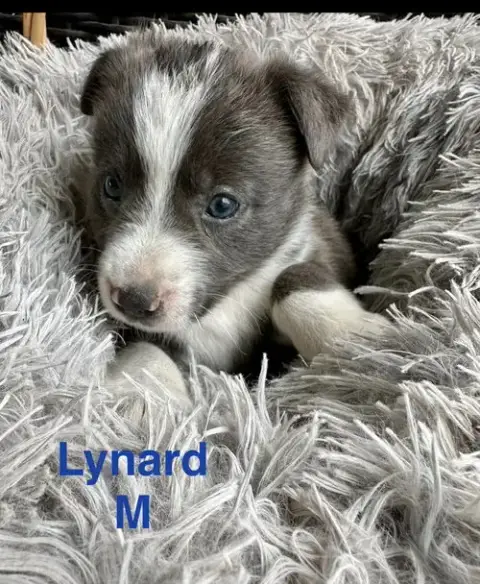 Lynard