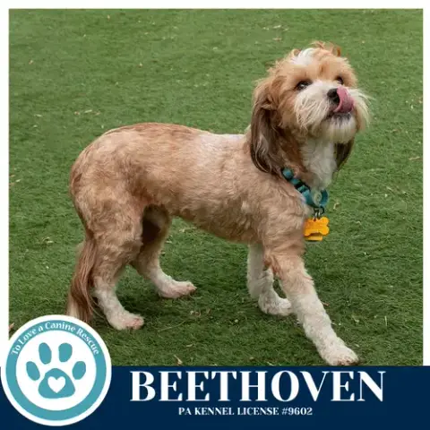 Beethoven photo 4