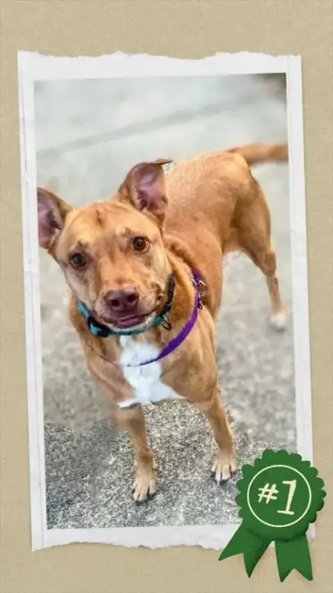 Senior Bonded Pair Dumped photo 5