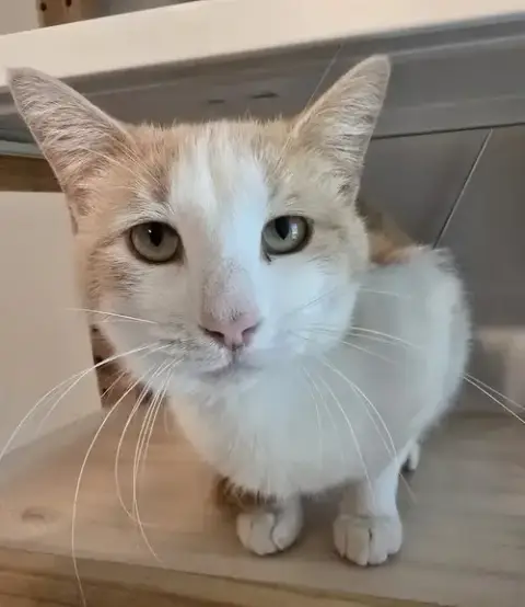Oz