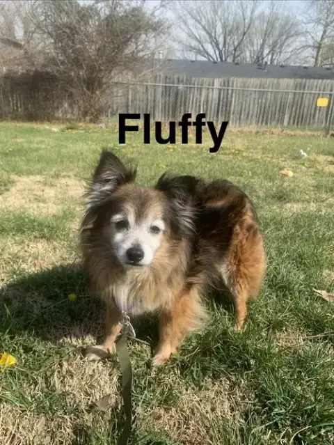 Fluffy