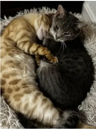 Rollins:  Bengal photo 3