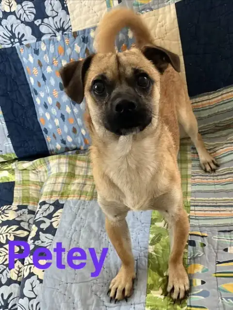 Petey photo 2