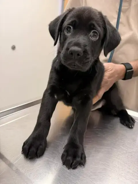 Bear Pup
